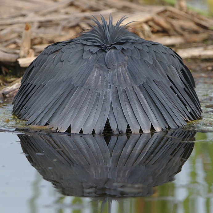 Egretta caerulea
