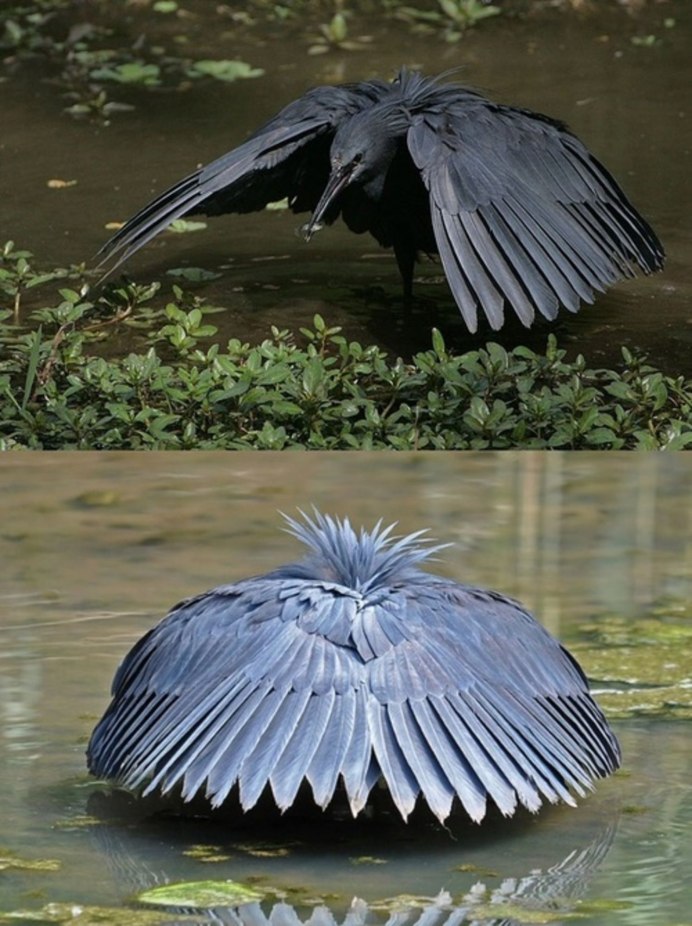 Серая цапля (Ardea cinerea)