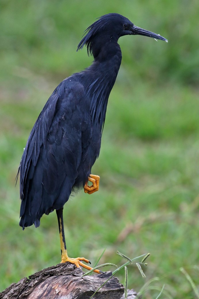 Egretta ardesiaca