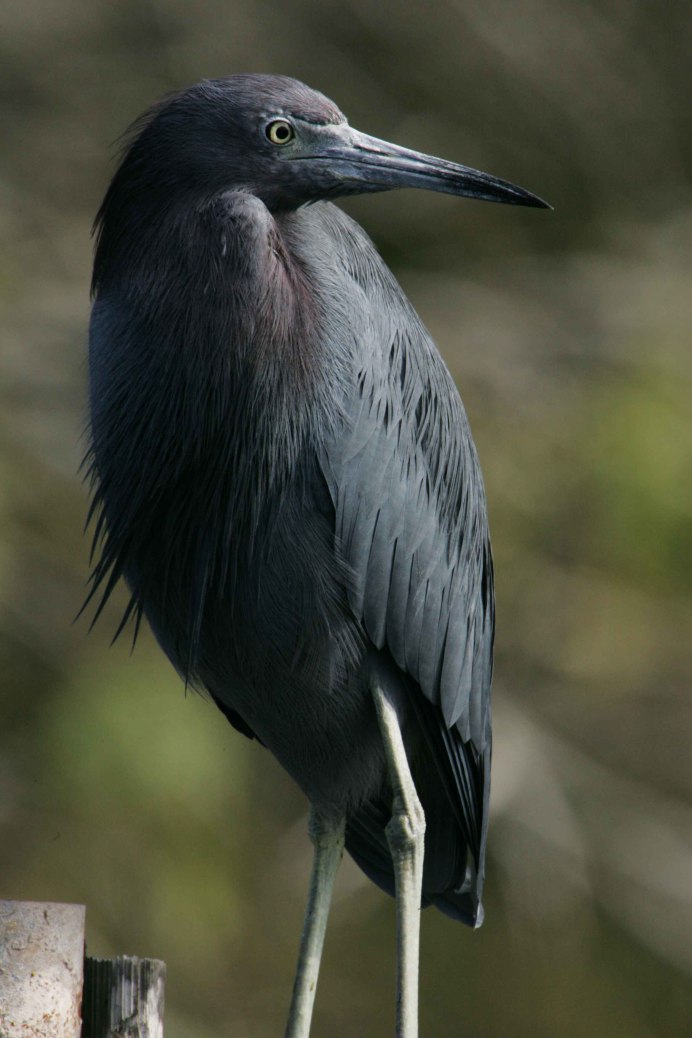 Kafue Birds