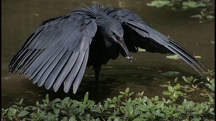 Африканские зонтичные Цапли (Egretta ardesiaca)
