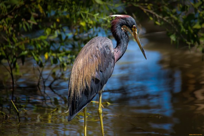 Egretta ardesiaca