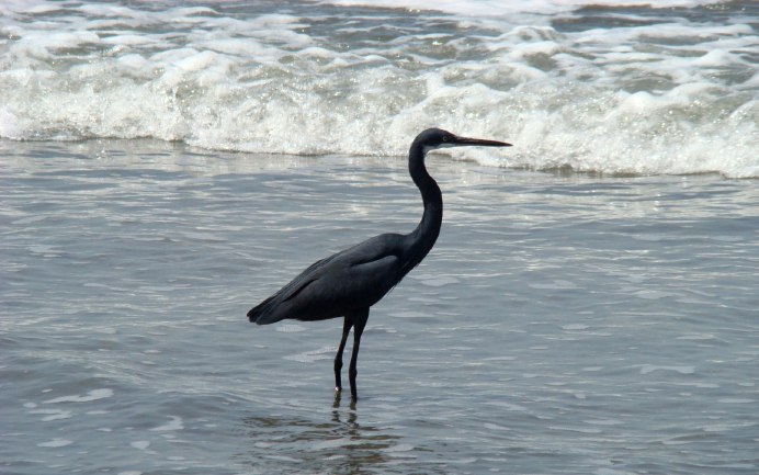 Африканские зонтичные Цапли (Egretta ardesiaca)
