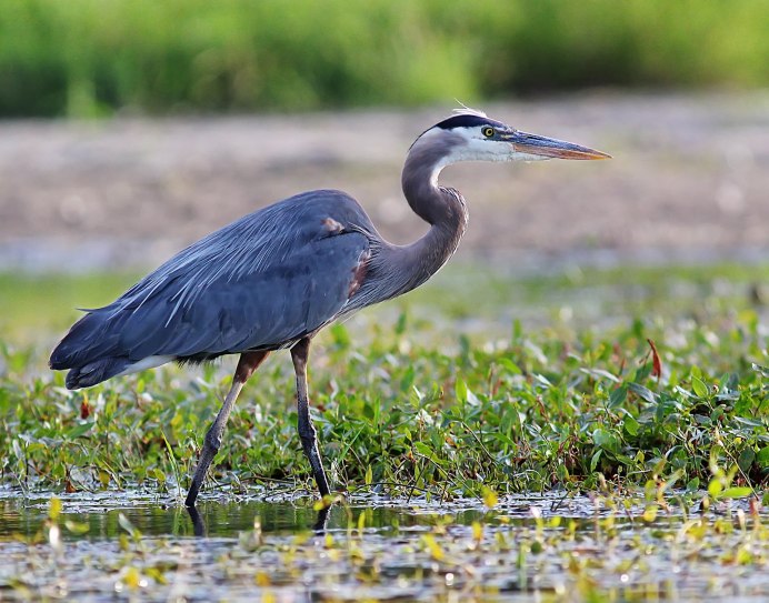 Egretta vinaceigula