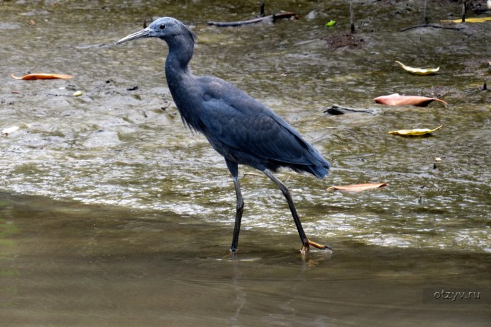 Egretta ardesiaca