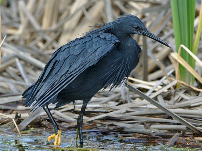 Африканские зонтичные Цапли (Egretta ardesiaca)