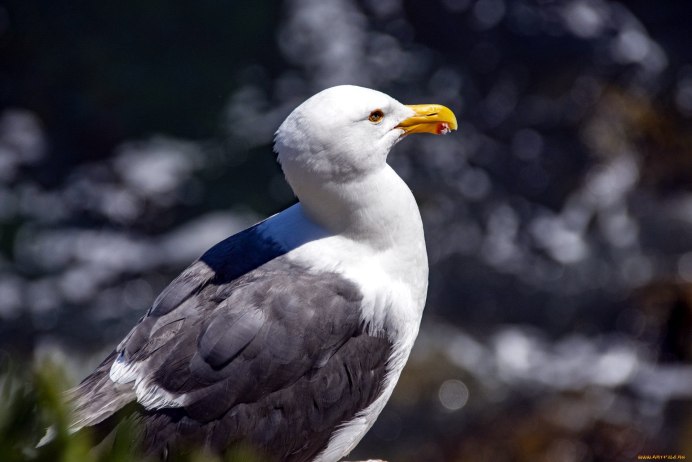 Вяхирь витютень