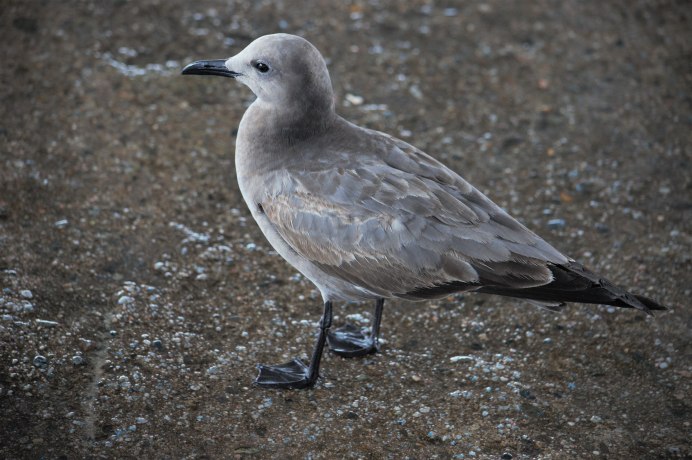 Голова сороки
