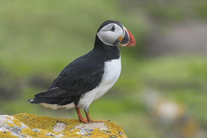 Горлица птица синяя