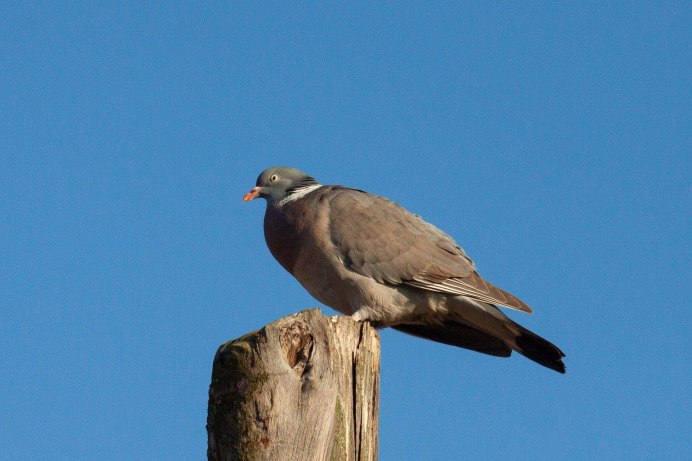 Среднеазиатская Горлица