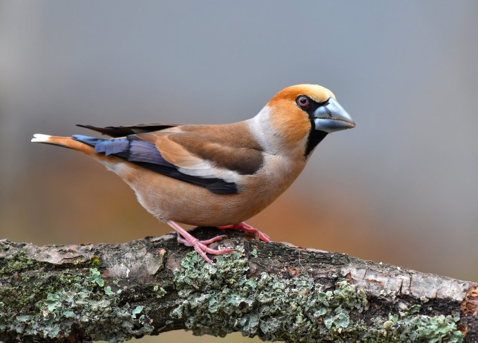 Mourning dove птица