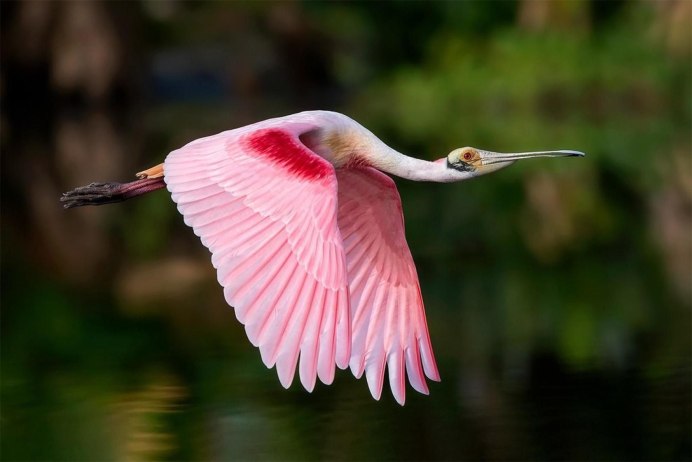 Roseate Spoonbill
