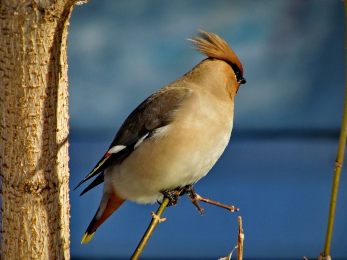 Свиристель (Bombycilla garrulus)