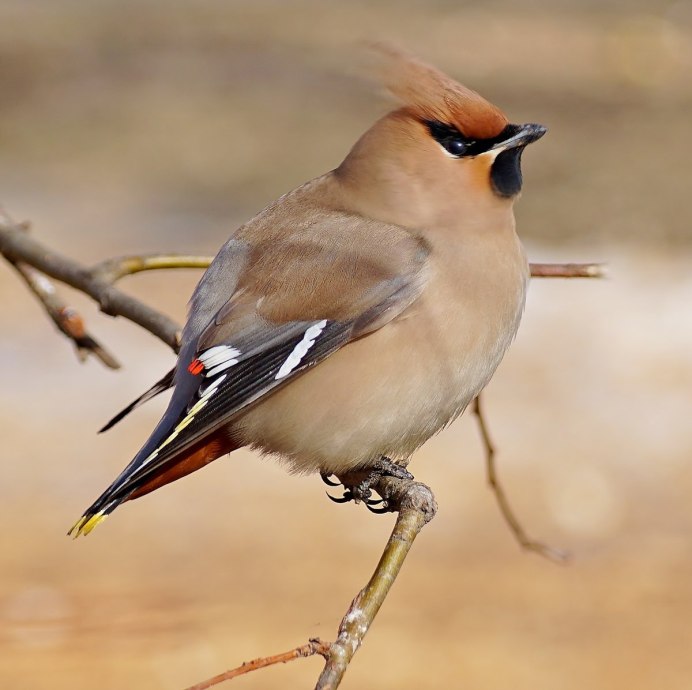 Свиристель обыкновенный (Bombycilla garrulus)