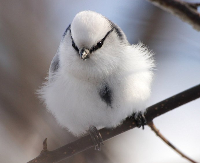 Птица Альбатрос Альба