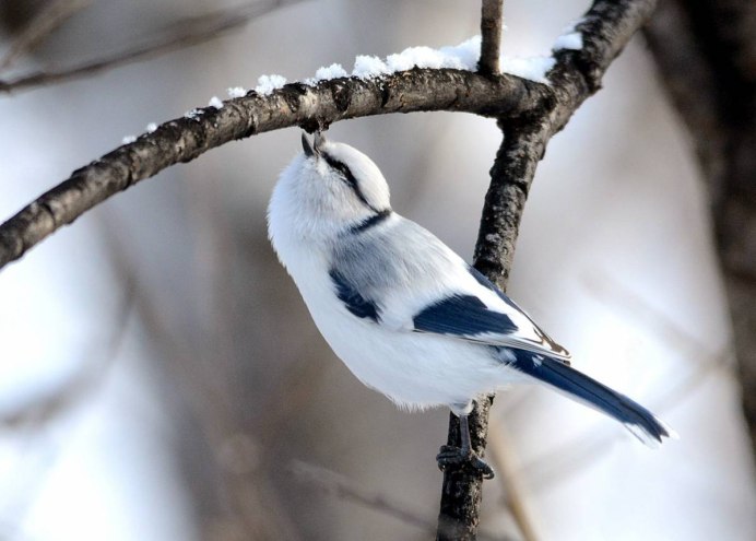 Синичка альбинос