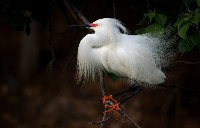 Среднерусская белая куропатка lagopus lagopus rossicus