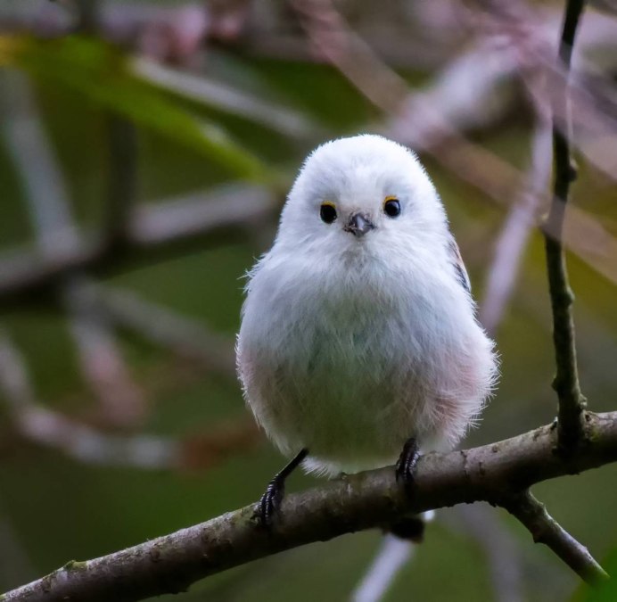 Длиннохвостая синица