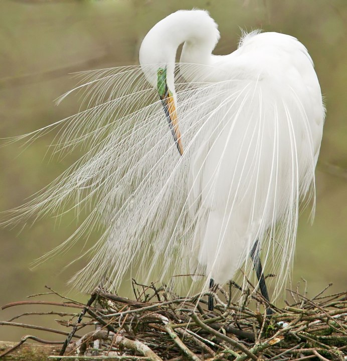 Сова Сыч альбинос