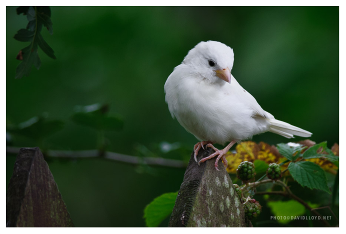 Белая куропатка - lagopus lagopus