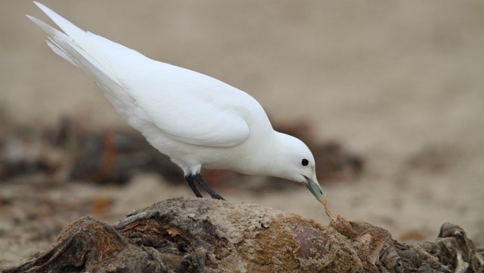 Голенастые птицы
