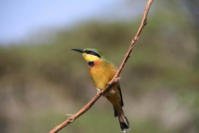 Leucocarbo georgianus