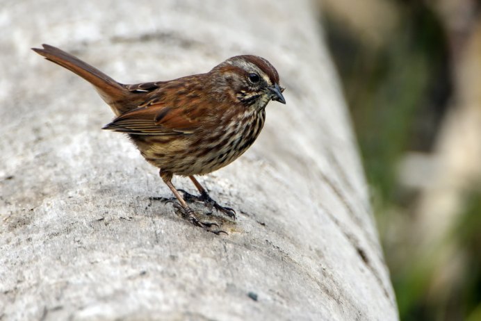 Turdus viscivorus