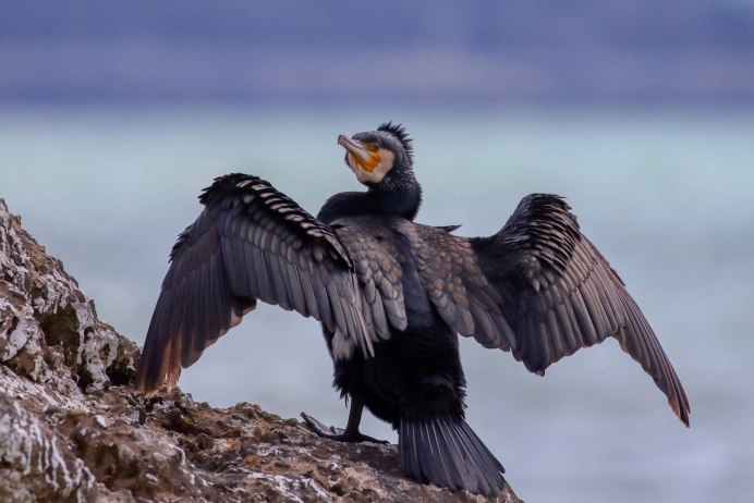 Большой Баклан Phalacrocorax Carbo