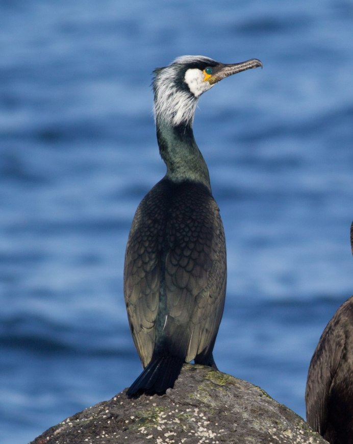 Phalacrocorax Carbo птица