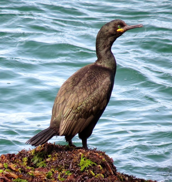 Байкальский Баклан
