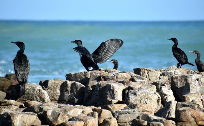 Хохлатый Баклан Phalacrocorax Aristotelis