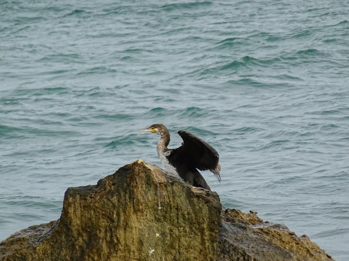 Баклан Приморский край