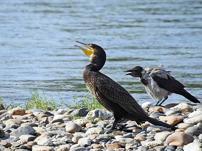Большой Баклан Phalacrocorax Carbo