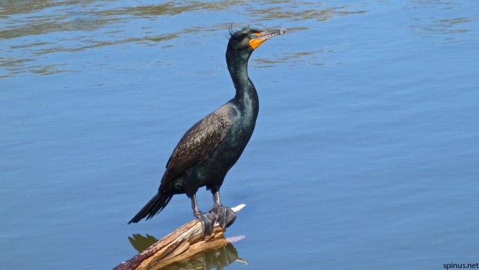 Баклан фото Черноморские