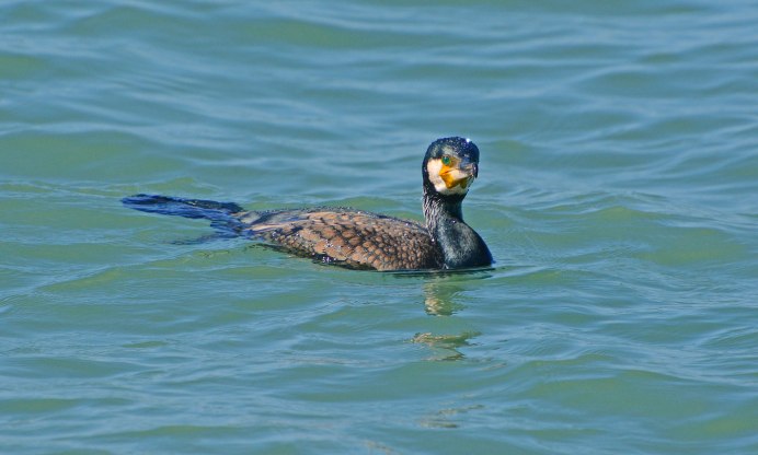 Баклан Черноморский птица