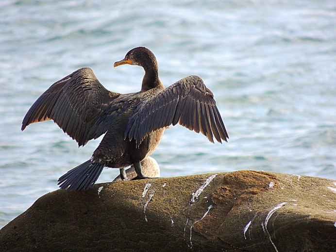 Бакланы черного моря