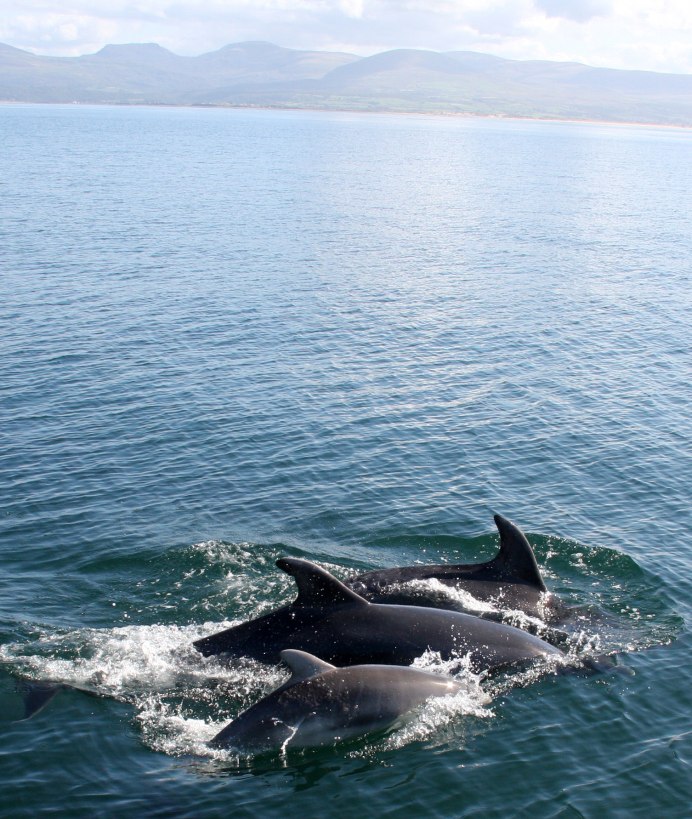 Афалина и Касатка