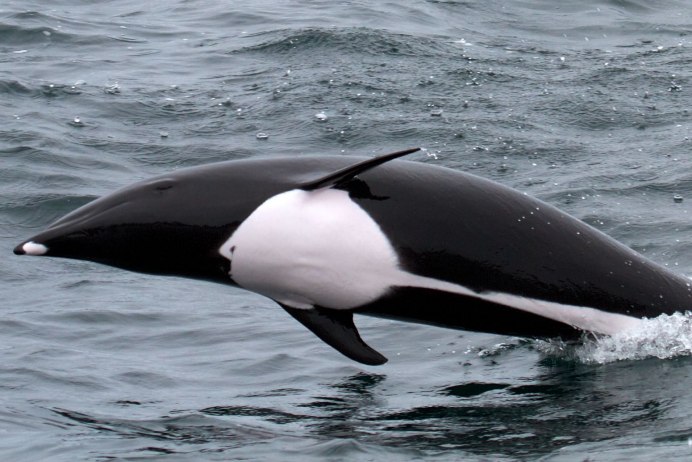 Кит полосатик в Баренцевом море