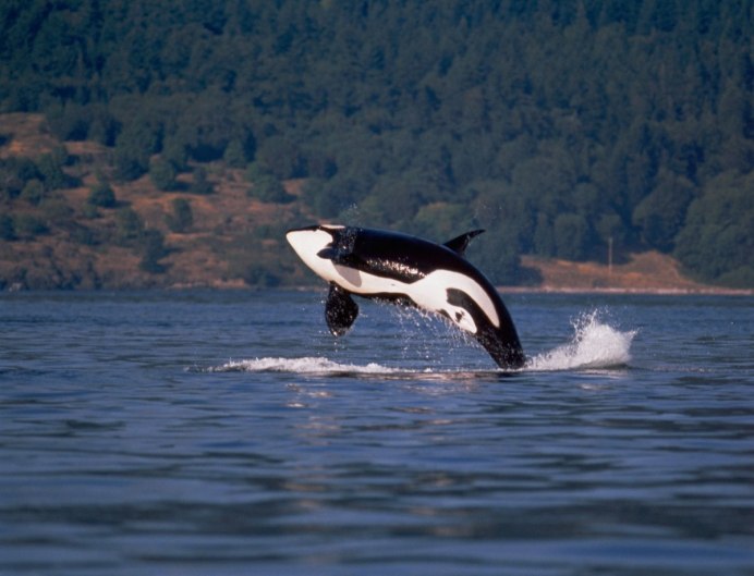 Дельфин альбинос в черном море