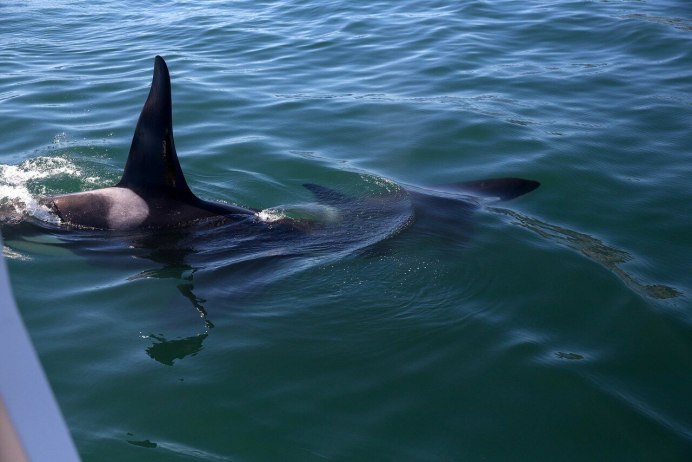 Дельфин в Охотском море