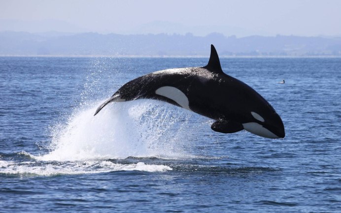 Косатка хищный Дельфин