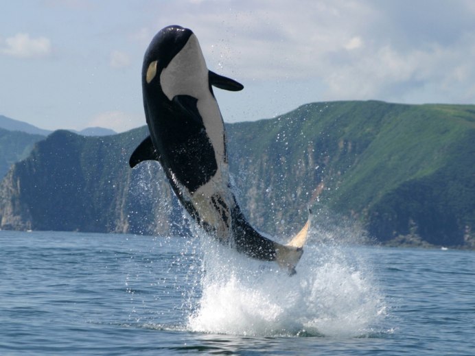 Малая косатка в Алании