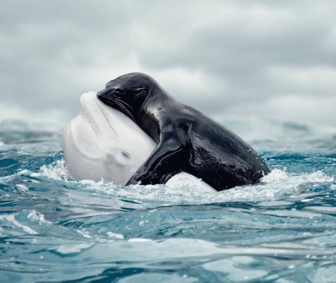 Касатки в Гренландии