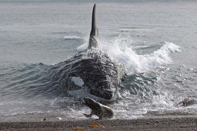 Косатка круиз Камчатка