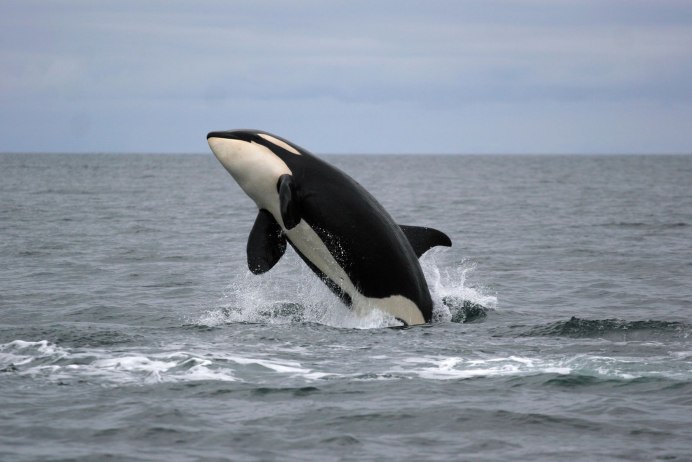 Касатки в черном море