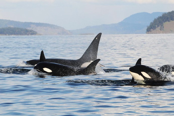 Тихоокеанская Касатка