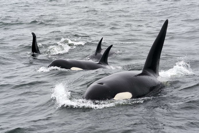 Дельфины, касатки, киты млекопитающие?