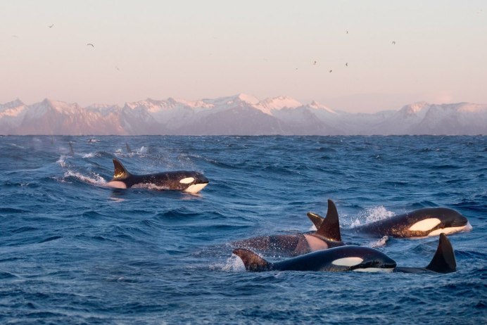 Касатка Дельфин гибрид