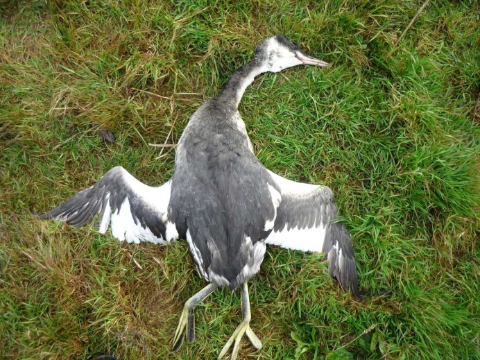 Молотоглав в полёте