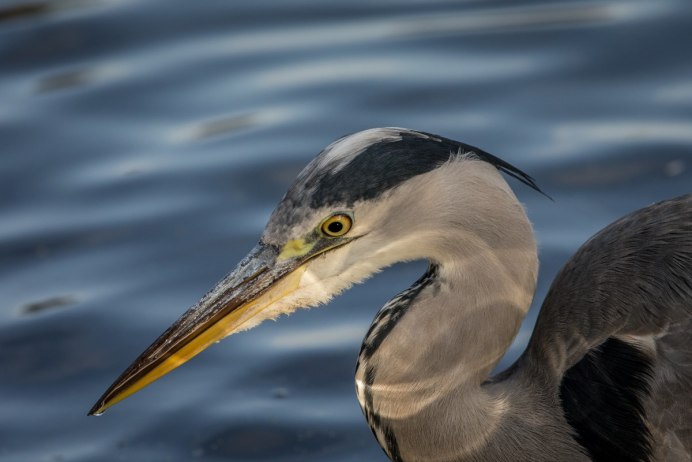 Широконоска утка в полёте